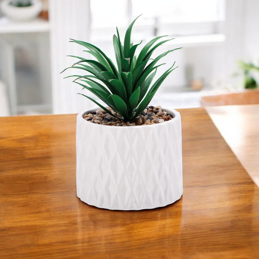 Vaso con Pianta Grassa Decorativa – Assortito in 2 Colori