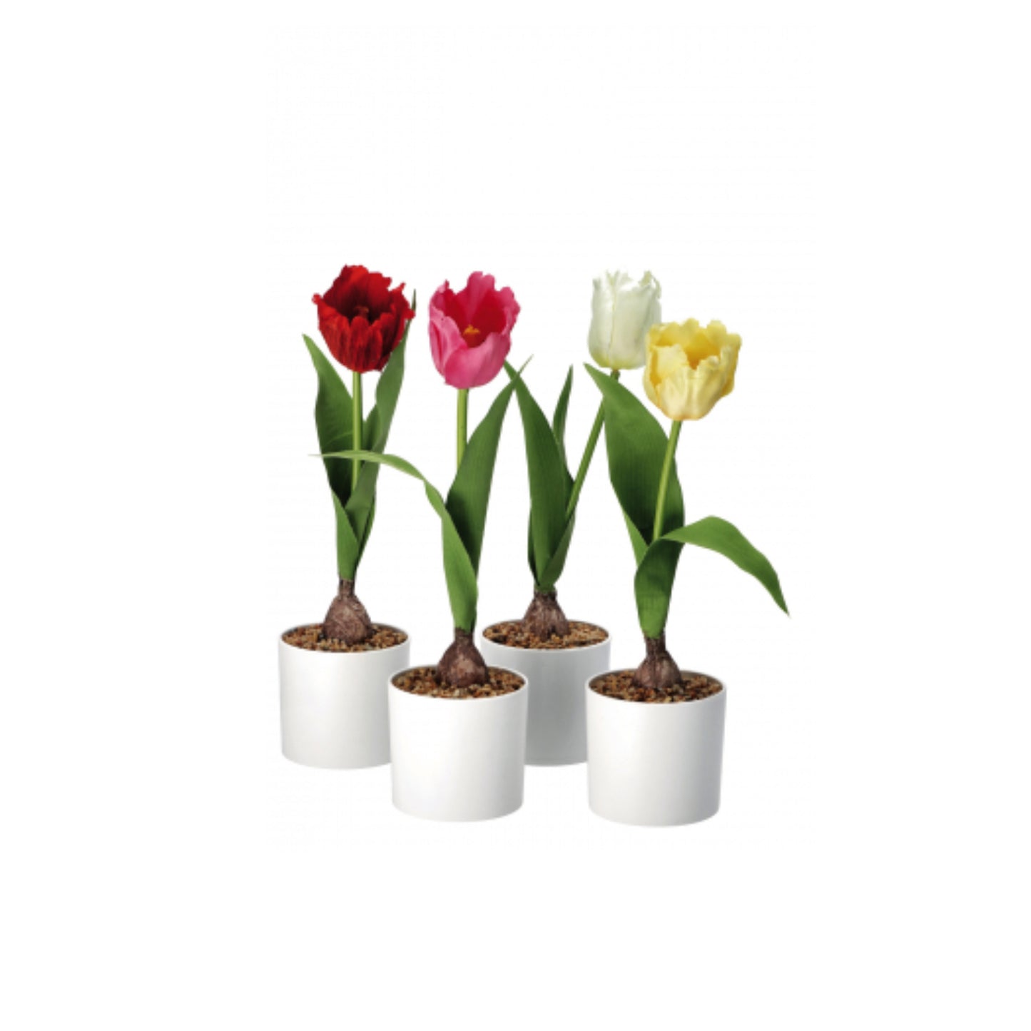 Vaso con Tulipano – 4 Colori Assortiti