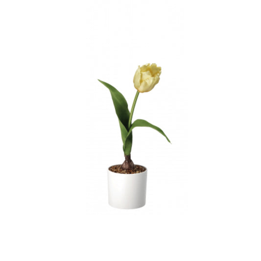 Vaso con Tulipano – 4 Colori Assortiti