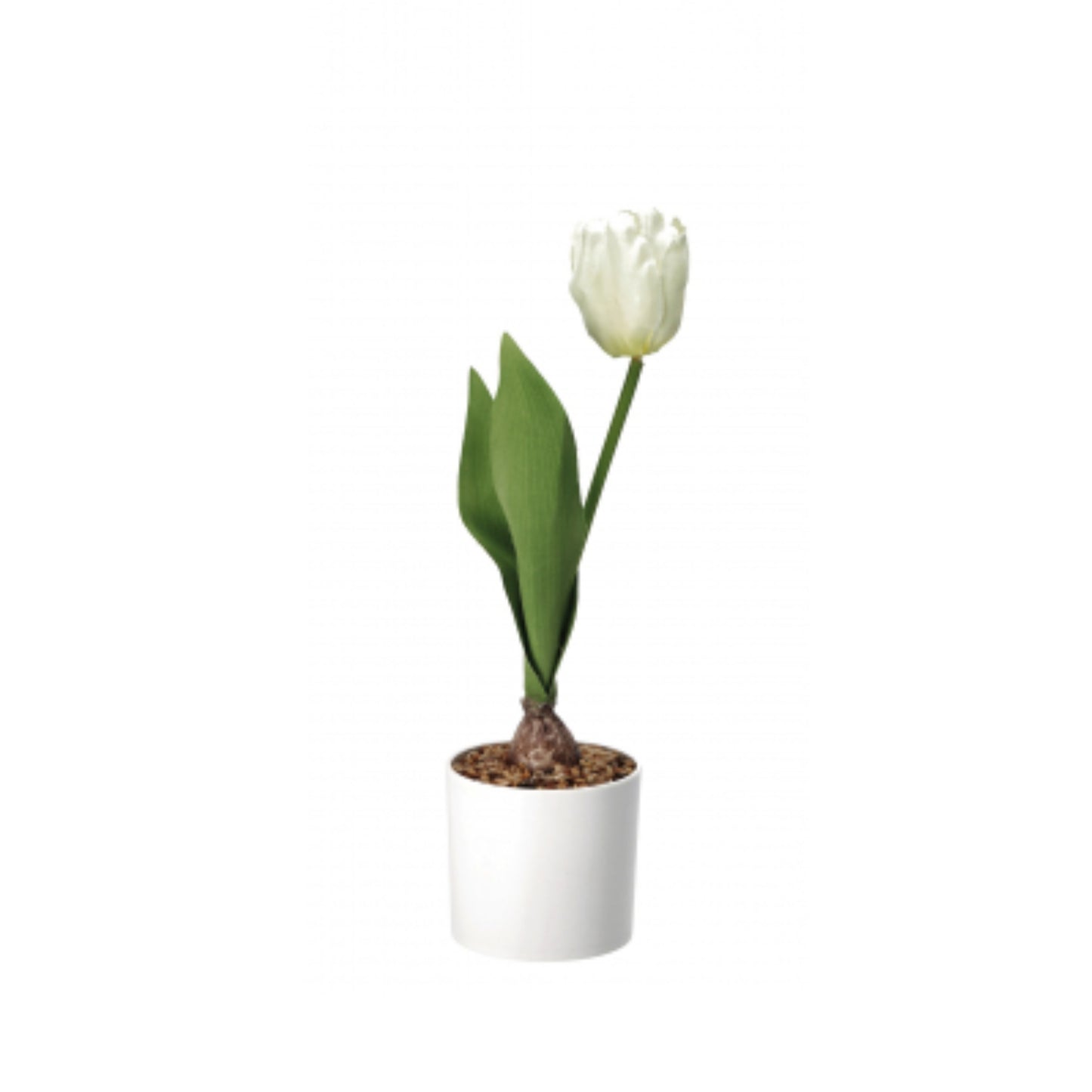 Vaso con Tulipano – 4 Colori Assortiti