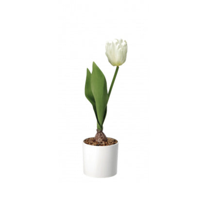 Vaso con Tulipano – 4 Colori Assortiti