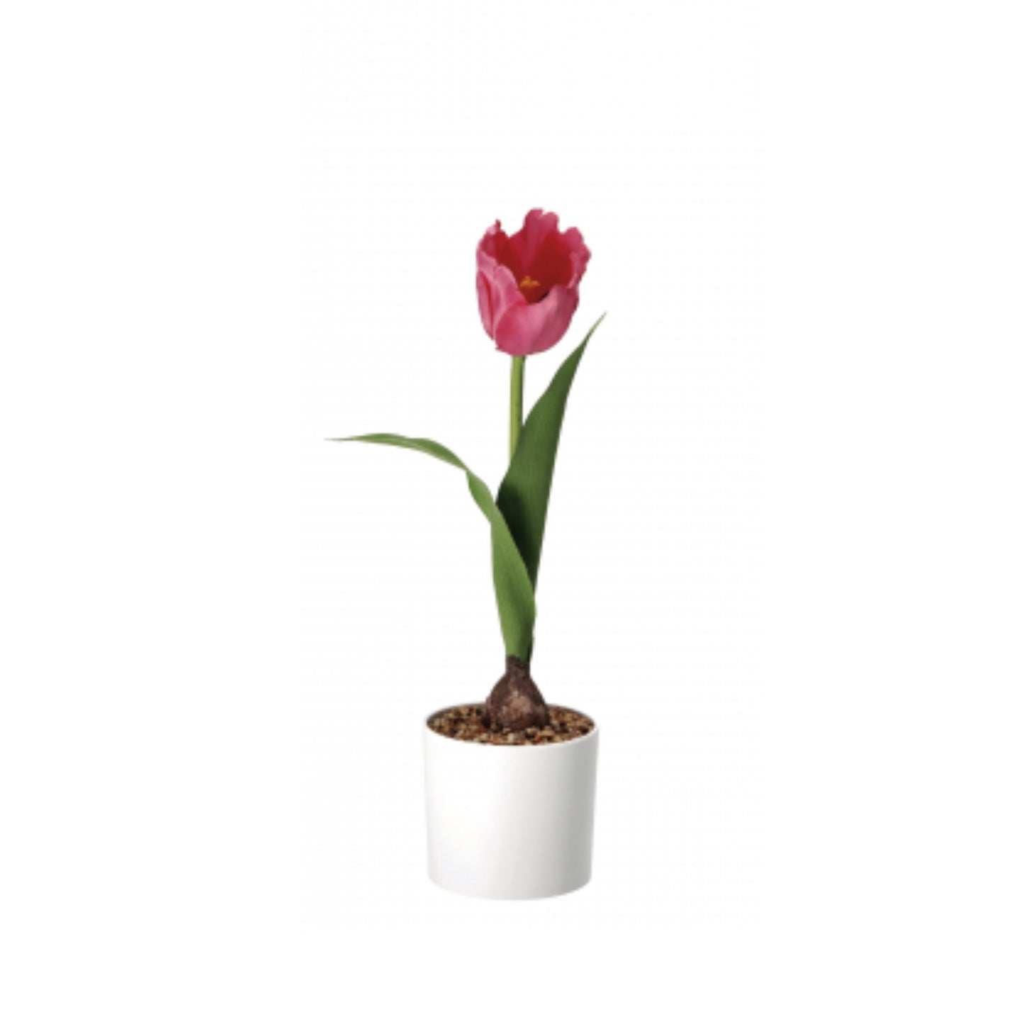 Vaso con Tulipano – 4 Colori Assortiti